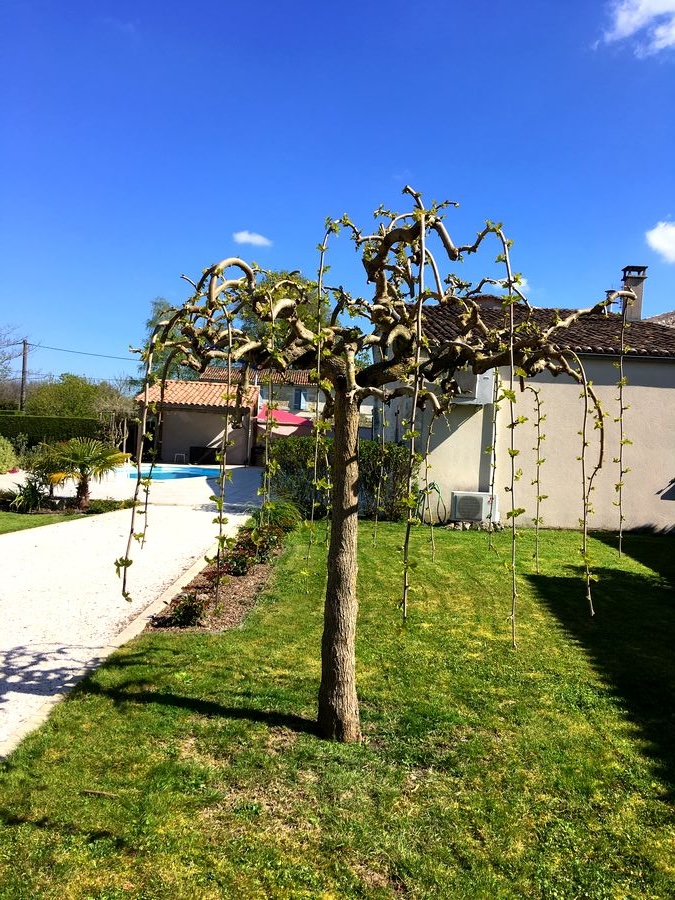 Entretien de jardins